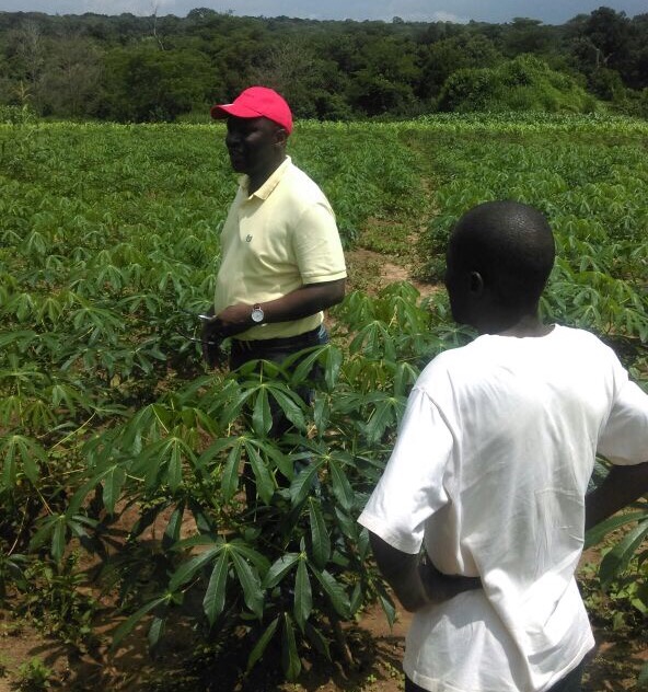 ZBiDF’s Agriculture Consultant Choongo Chibawe Inspects a Cassava Field in Mansa
